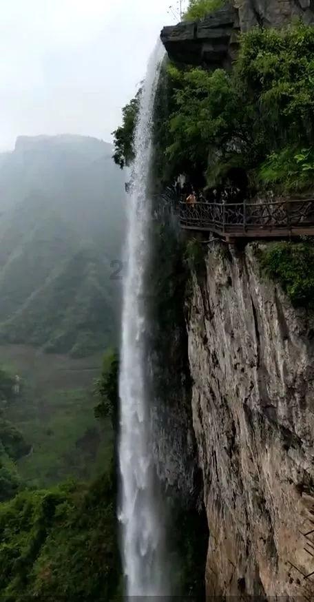 植物大战僵尸